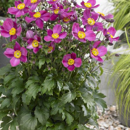 Anemone hupehensis 'Red Riding Hood'