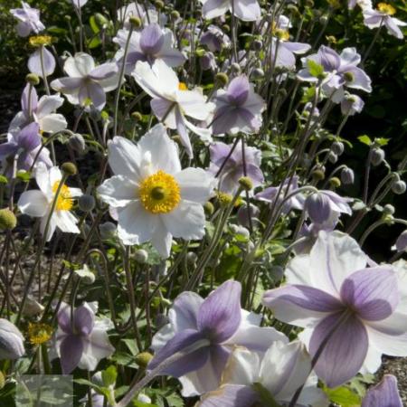 Anemone hybride 'Ruffled Swan'