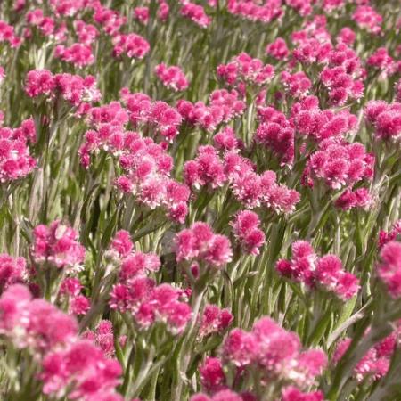 Antennaria dioica 'Rubra'