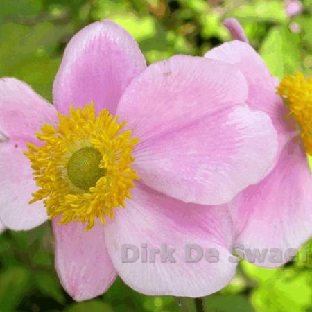 Anemone hupehensis 'September Charm'