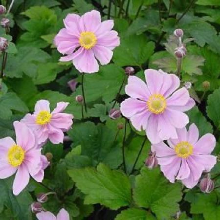 Anemone hybride 'Serenade'