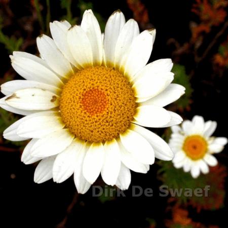 Anthemis hybride 'Sauce Hollandaise'