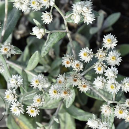 Anaphalis triplinervis 'Sommerschnee'