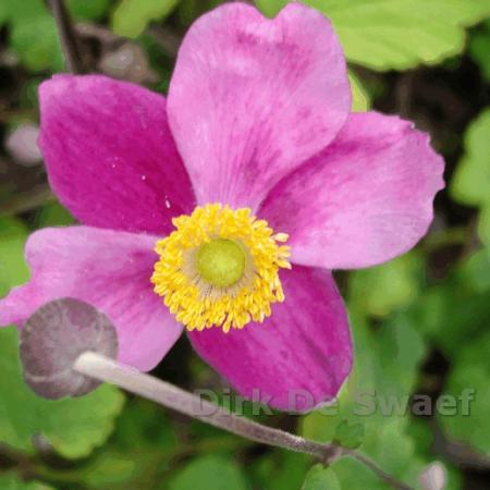 Anemone hupehensis 'Splendens'