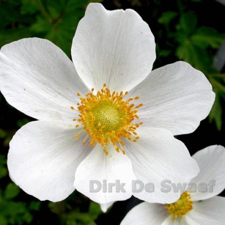 Anemone sylvestris