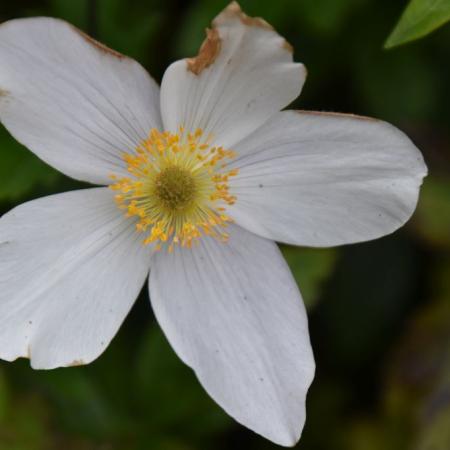 Anemone hybride 'Wild Swan'