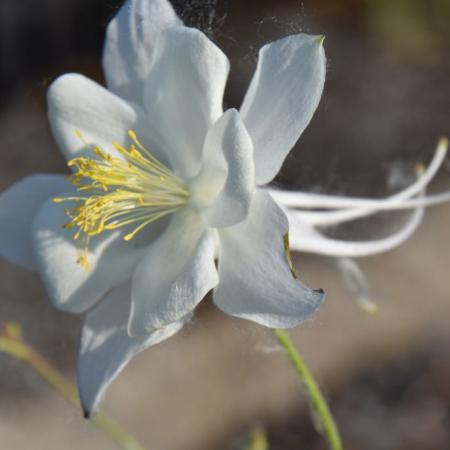 Aquilegia vulgaris 'Alba'