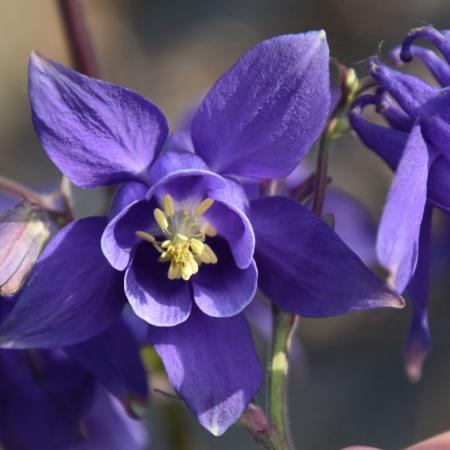 Aquilegia alpina