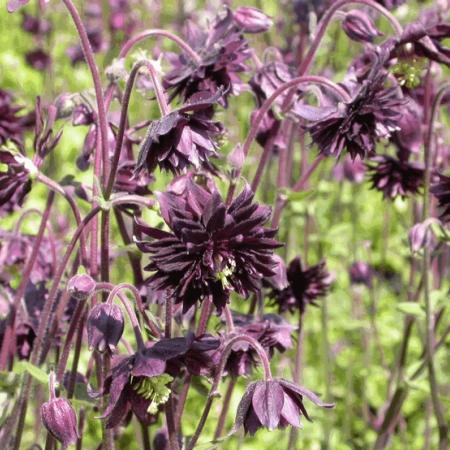 Aquilegia vulgaris 'Black Barlow'