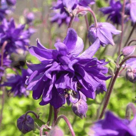 Aquilegia vulgaris 'Blue Barlow'