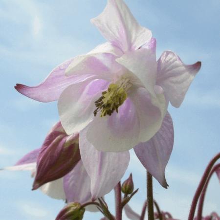 Aquilegia 'Biedermeier'