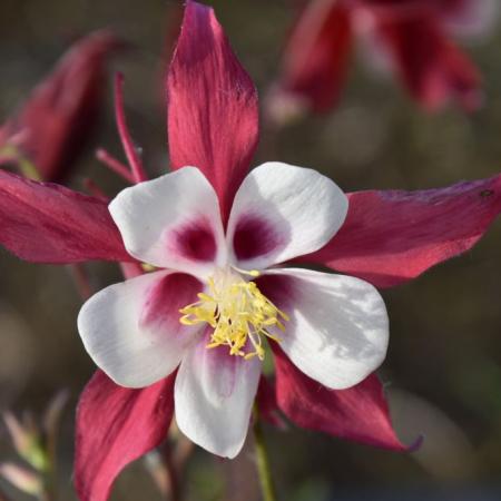 Aquilegia 'Crimson Star'