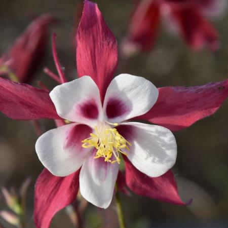 Aquilegia 'Crimson Star'