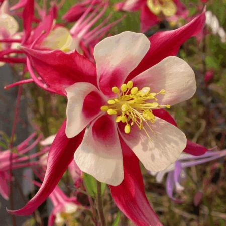 Aquilegia 'Koralle'