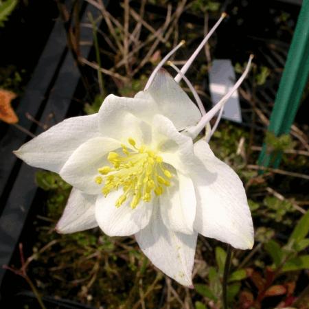 Aquilegia caerulea 'Kristall'