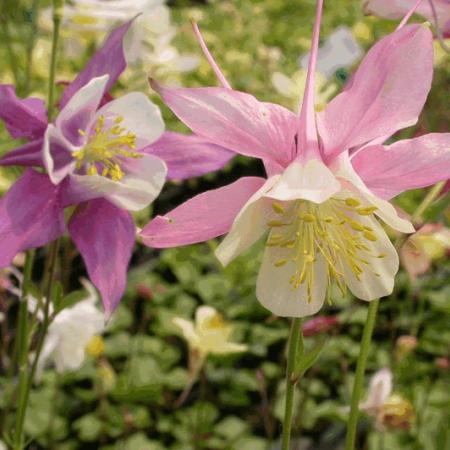 Aquilegia McKana Hybrids