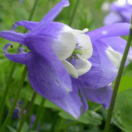 Aquilegia flabellata 'Ministar