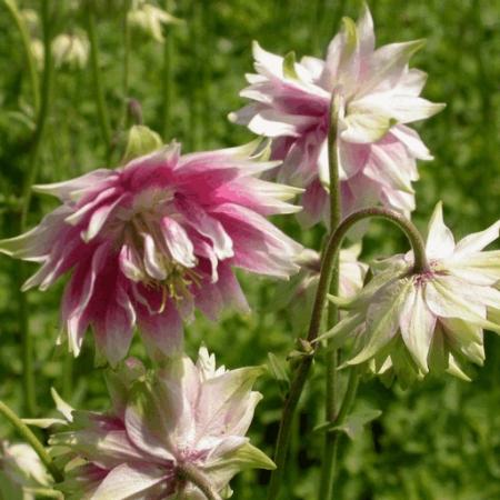 Aquilegia 'Nora Barlow'