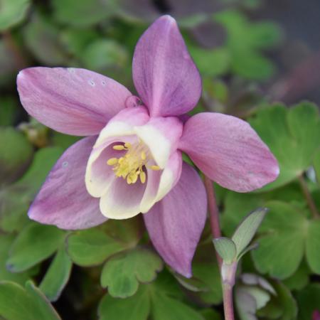 Aquilegia flabellata 'Cameo Pink and White'