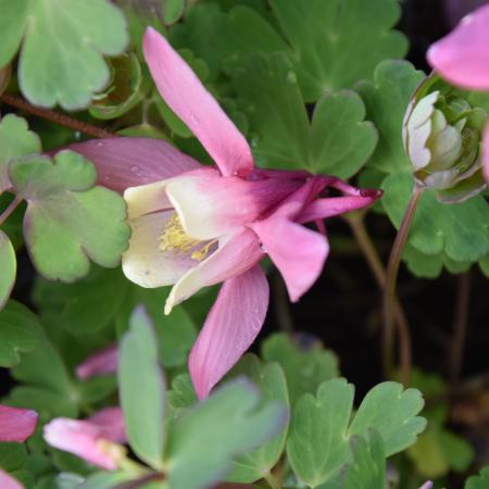 Aquilegia flabellata 'Cameo Red and White'