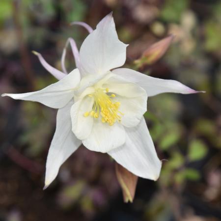 Aquilegia 'Silver Queen'