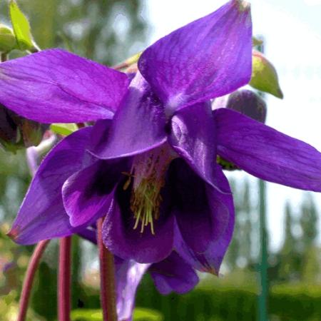 Aquilegia vulgaris