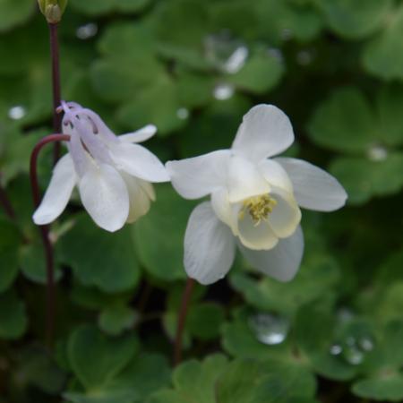 Aquilegia flabellata 'Cameo White'