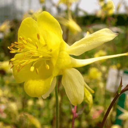 Aquilegia chrysantha 'Yellow Queen'