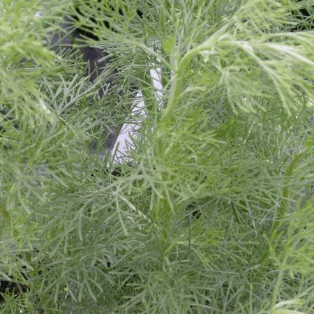 Artemisia abrotanum (citroenkruid)