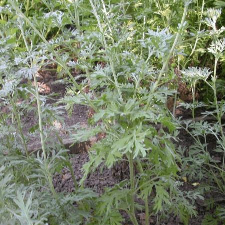 Artemisia absinthium (absinth/alsem)