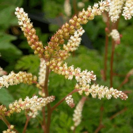 Aruncus aethusifolius