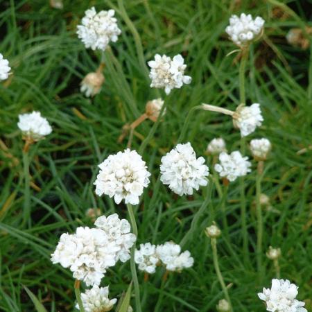 Armeria maritima 'Alba'