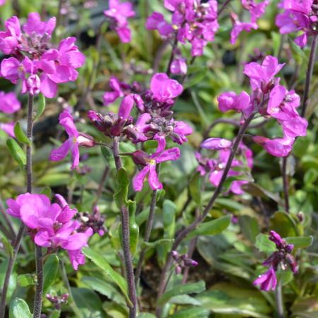 Arabis blepharophylla