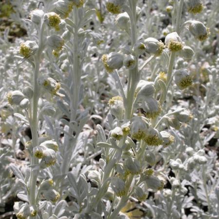 Artemisia stelleriana 'Boughton Silver' (Mori's Form)