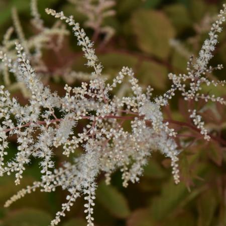 Aruncus dioicus