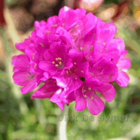 Armeria maritima 'Duesseldorfer Stolz'
