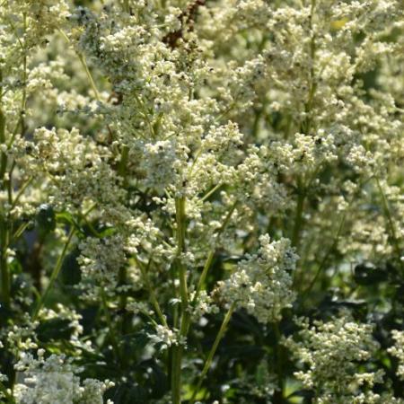 Artemisia lactiflora 'Elfenbein'