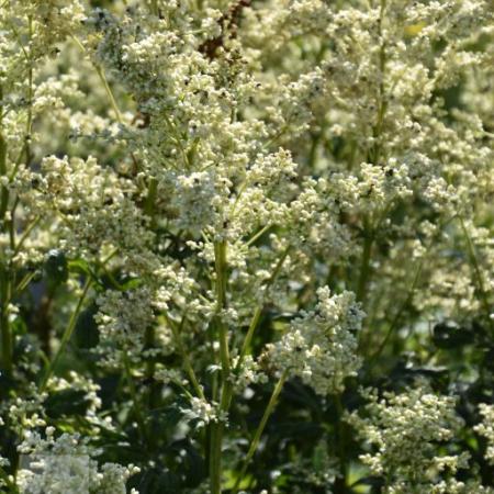 Artemisia lactiflora 'Elfenbein'