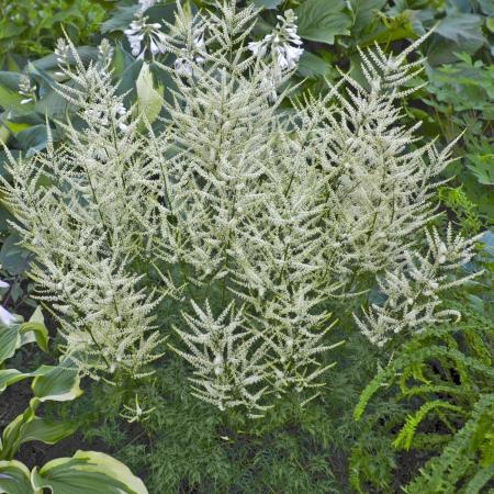 Aruncus 'Fairy Hair'