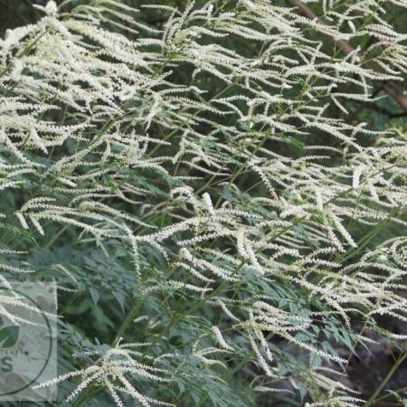 Aruncus aethusifolius 'Horatio'