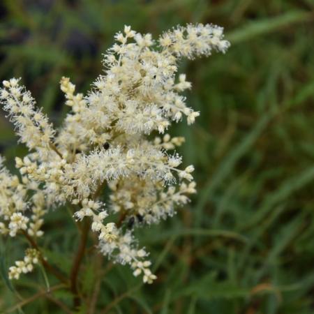 Aruncus dioicus 'Kneiffii'