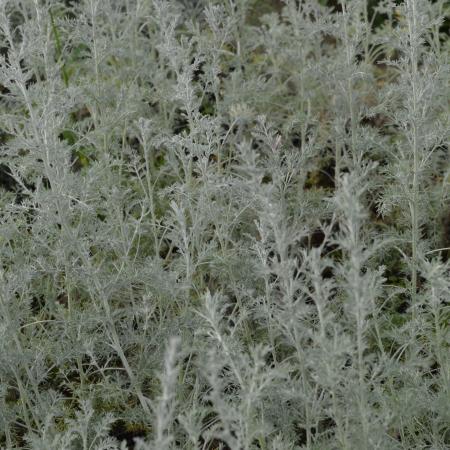 Artemisia abrotanum 'Little Mice'