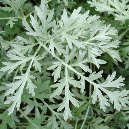 Artemisia absinthium 'Lambrook Silver'