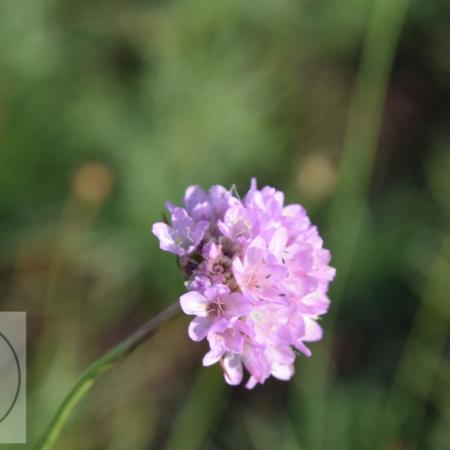 Armeria maritima