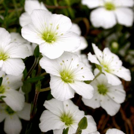 Arenaria montana