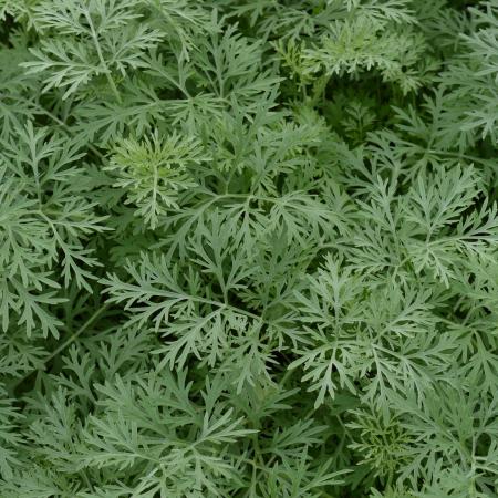 Artemisia 'Powis Castle'