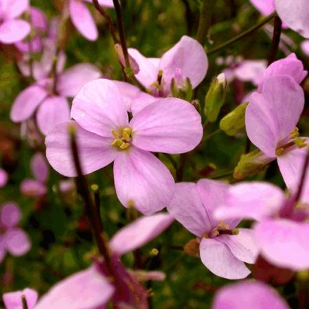 Arabis caucasica 'Pinkie'