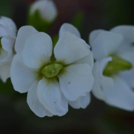 Arabis caucasica 'Plena'