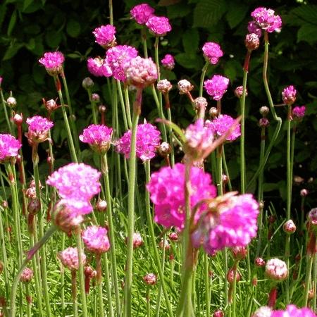 Armeria maritima 'Rosea'