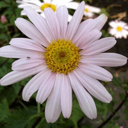 Arctanthemum arcticum 'Roseum'